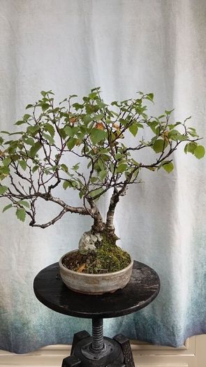 Bonsai tree ( birch)