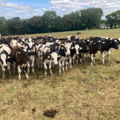23 FR weanling bulls February/march 26 calves