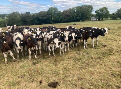 23 FR weanling bulls February/march 26 calves
