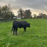 Aberdeen Angus Bull Image 4