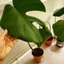 Monstera plants (25e if taking all) Image 3