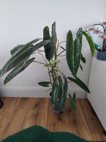 Philodendron Billetiae