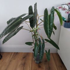 Philodendron Billetiae
