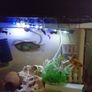 guppies and mollies for adoption Image 3