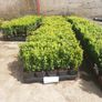 Box Hedging Image 3