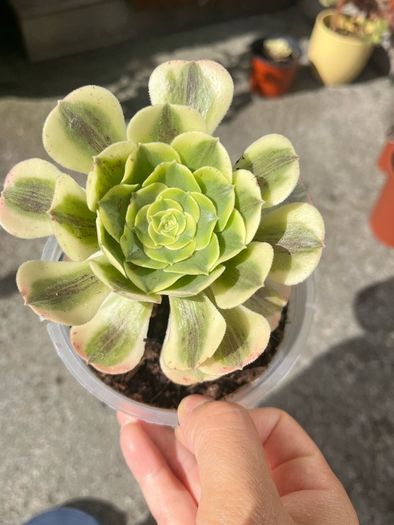 plant