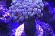 Hammer Coral Frag