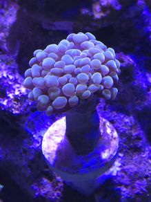 Hammer Coral Frag