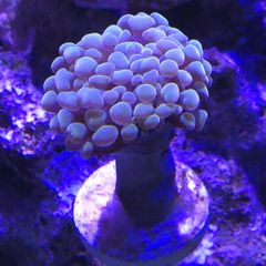 Hammer Coral Frag
