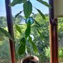 avocado plants Image 2