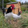 silkie hatching eggs Image 3