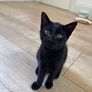 Two Sweet Kittens Looking for Loving Homes Image 2