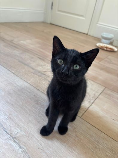 Two Sweet Kittens Looking for Loving Homes