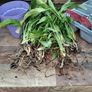 bare rooted peace lily plants Image 2