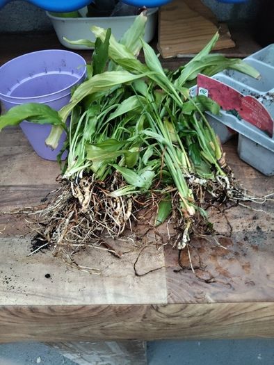 bare rooted peace lily plants
