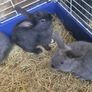 Rabbits-Dwarf Image 10