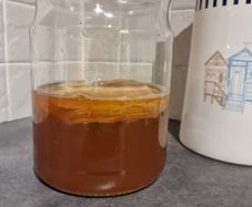 Organic Kombucha SCOBY