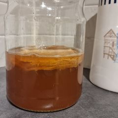 Organic Kombucha SCOBY