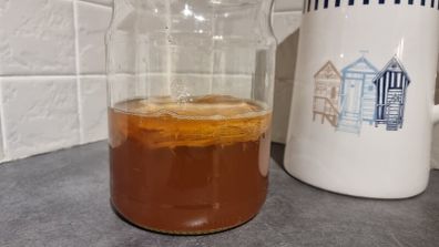 Organic Kombucha SCOBY