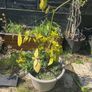 plants free Image 2