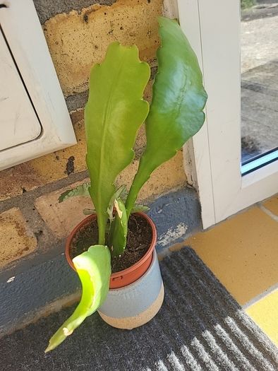 Beautiful Epiphyllum collectible rare cactus. Cuttings or young plant