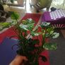 Fish tank plants anubias Image 4