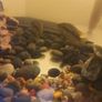 pet adoption .American Cichlids Image 3