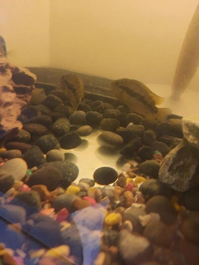 pet adoption .American Cichlids