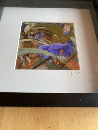 Picture - Janet Neville- Thomas