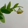 Tall hoya densifolia Image 5
