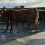 6 super Incalf heifers for tullamore Mart 20th Image 8
