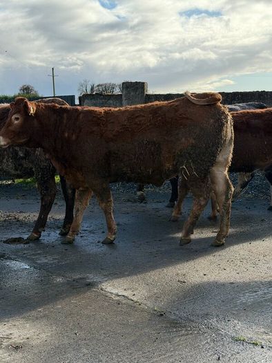 6 super Incalf heifers for tullamore Mart 20th