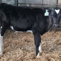 X25 Friesian Bull calves for sale