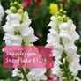 Snapdragon seeds from 1.00 euro per pack Image 9