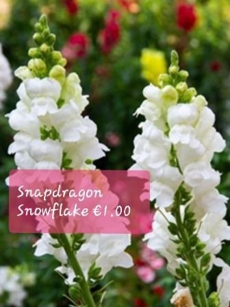 Snapdragon seeds from 1.00 euro per pack