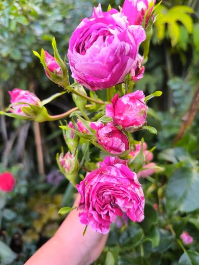 garden plants