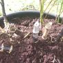 bamboo Image 5