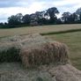 Small square bales of 2026 hay Image 2