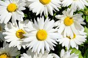 (D) Daisy Mayfield Giants seeds 1g (431847)