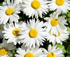(D) Daisy Mayfield Giants seeds 1g (431847)