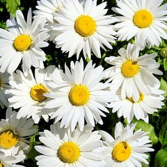 (D) Daisy Mayfield Giants seeds 1g (431847)