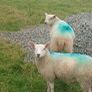 Organic ewe lambs Image 3
