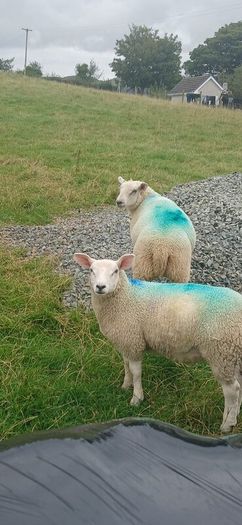 Organic ewe lambs