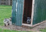 pygmy Goats