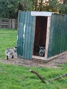 pygmy Goats