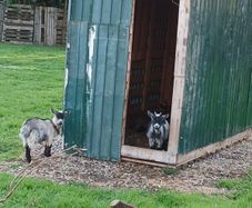 pygmy Goats