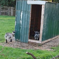 pygmy Goats