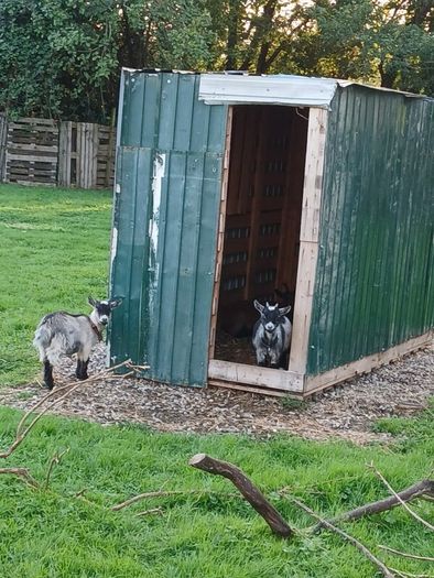 pygmy Goats