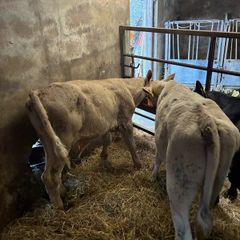 Strong calves
