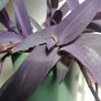 Tradescantia pallida purple jew plant in the ceramic pot Image 7